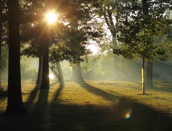 Sun shining through trees in park