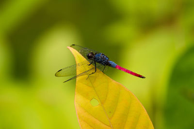 Close-up of insect on leaf