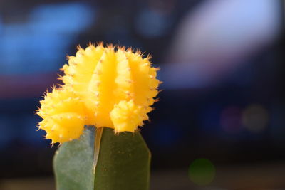 Close-up of yellow flower against blurred background