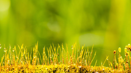 Close-up of grass on field