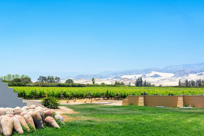 Scenic view of field against clear blue sky