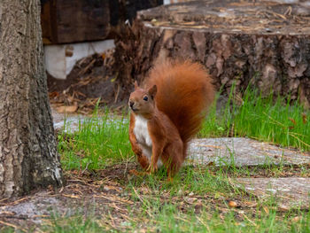 Squirrel on a tree