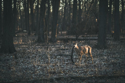 Horse on field in forest