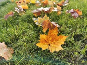 Close-up of autumn leaves on field