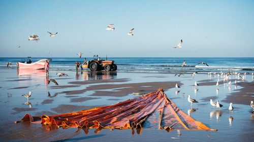 Birds flying over beach against clear sky