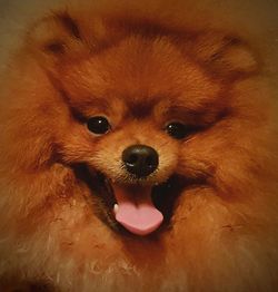 Close-up portrait of dog