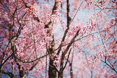 Low angle view of pink cherry blossom