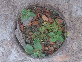 High angle view of pebbles