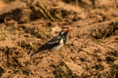 Close-up of bird perching on a field