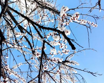 Low angle view of tree against clear sky