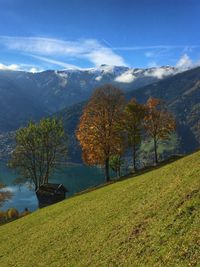 Trees on grassy field by lake against blue sky