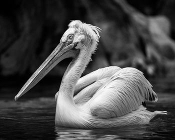 Close-up of pelican in lake