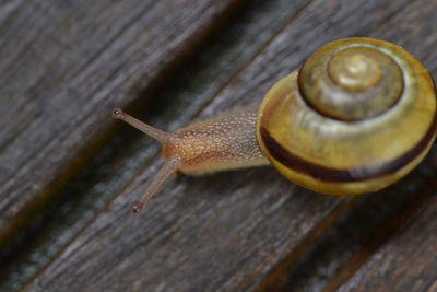 gastropod