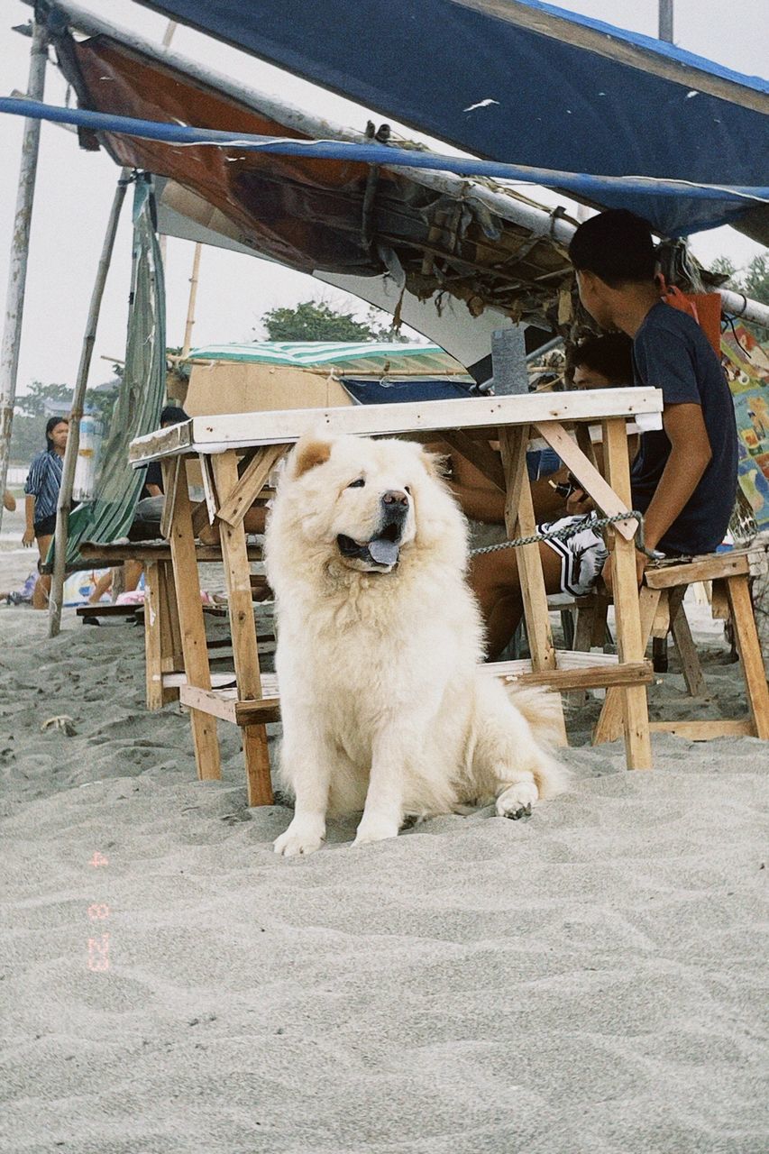 pet, mammal, animal themes, animal, dog, domestic animals, one animal, canine, great pyrenees, adult, transportation, carnivore, water, day, nature, sea, one person