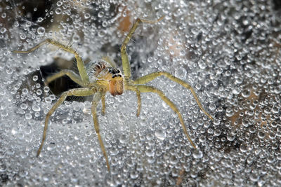 Exotic grass spider isolated on its spiderweb full of fresh dew