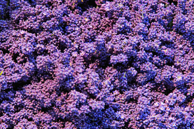 Full frame shot of purple flowers blooming in park