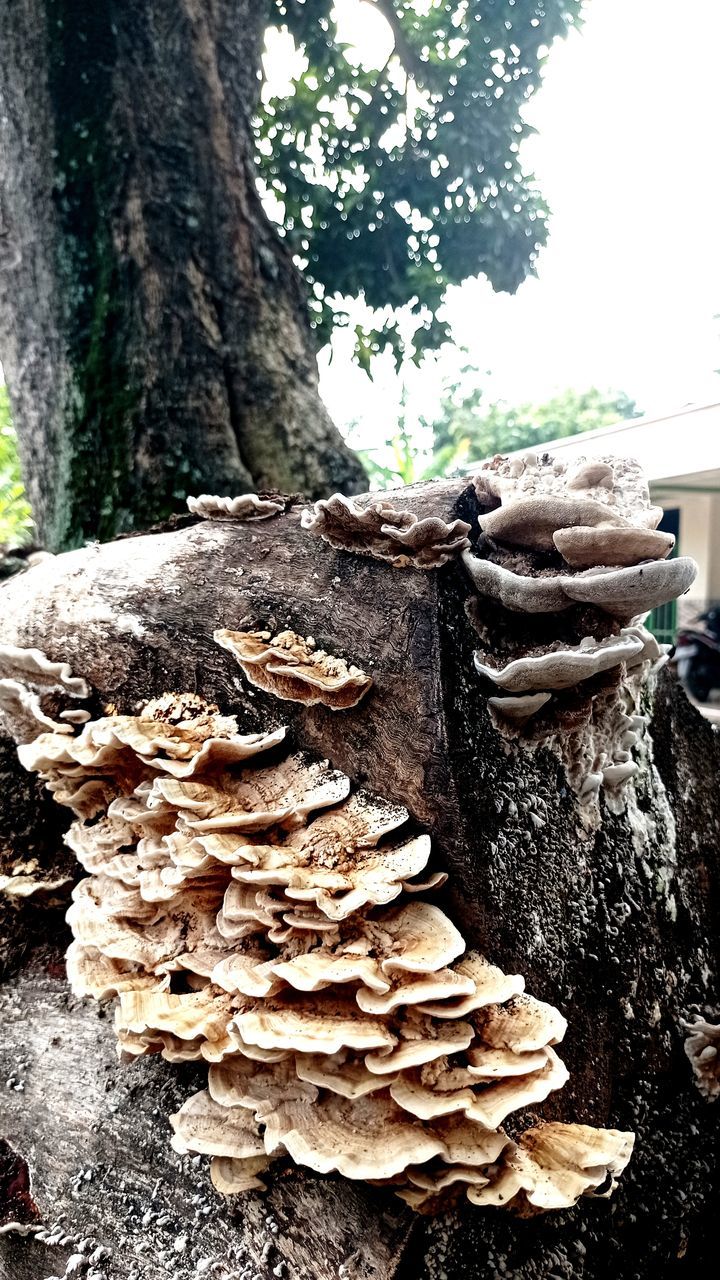 tree, plant, tree trunk, trunk, nature, day, forest, wood, no people, growth, outdoors, land, leaf, mushroom, fungus, soil, oyster mushroom, hen-of-the-wood, log, close-up