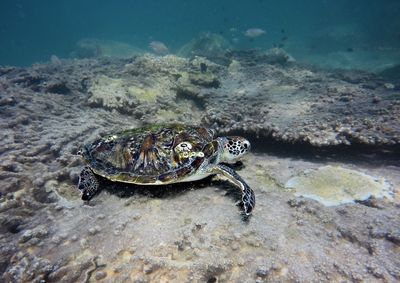 View of turtle on rock
