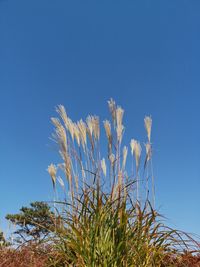 Low angle view of flowering plants against blue sky