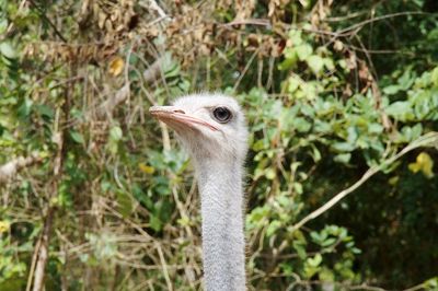 Close-up of bird against plants