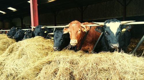 Close-up of cows