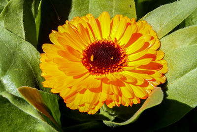 Close-up of sunflower blooming outdoors