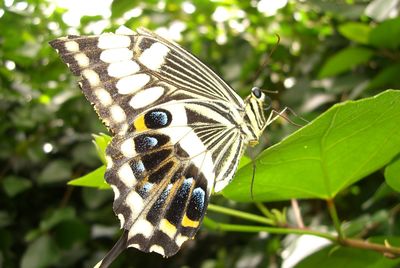 Close-up of butterfly on leaves