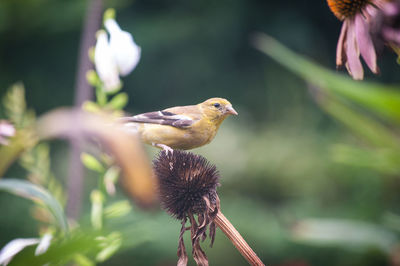 Close-up of bird perching on plant