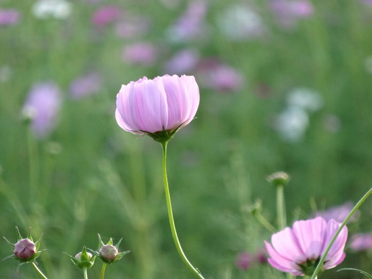 flower, freshness, fragility, petal, growth, pink color, flower head, beauty in nature, stem, focus on foreground, nature, close-up, plant, blooming, purple, in bloom, blossom, selective focus, bud, outdoors