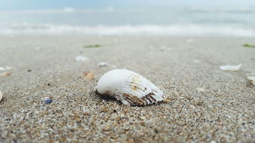 Close-up of seashell on sand at beach