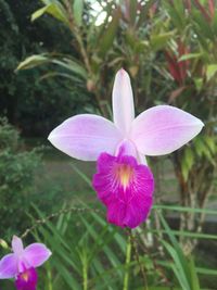 Close-up of pink flowers blooming outdoors