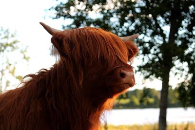 Close-up of a horse against trees