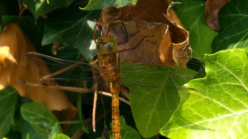 Close-up of insect on plant