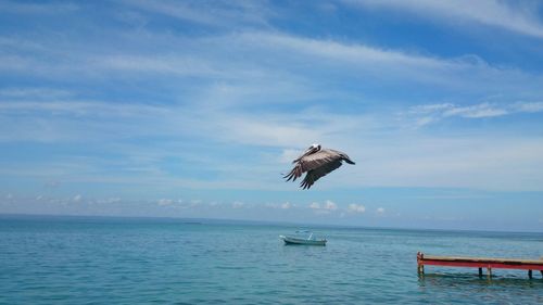 Bird flying over sea against sky