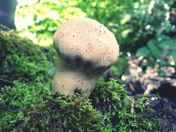 Close-up of mushroom growing in forest