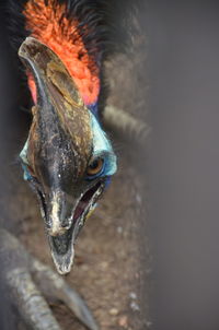 Close-up portrait of a bird