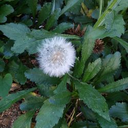 Close-up of white dandelion
