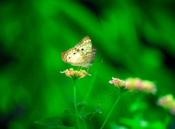 Close-up of butterfly on plant