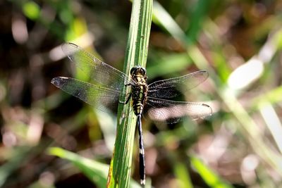 Close-up of insect