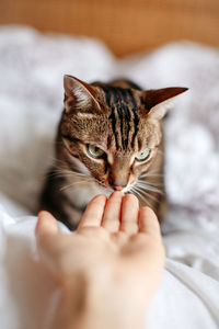 Pet cat sniffing human hand palm. relationship of owner and animal. friendship of human and cat.