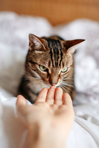 Cropped image of hand holding cat