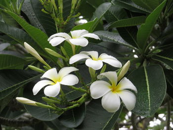 Close-up of frangipani blooming outdoors