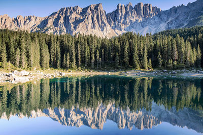 Panoramic view of lake in forest