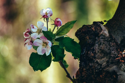 Close-up of pink cherry blossom plant