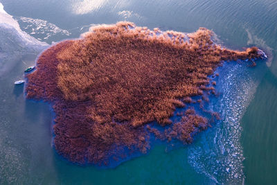 Aerial shot of island of reed on frozen lake