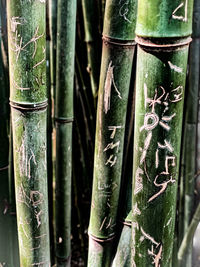 Close-up of bamboo on tree trunk