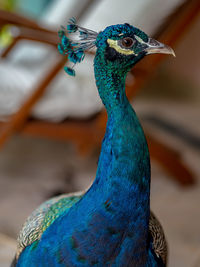 Close-up of peacock