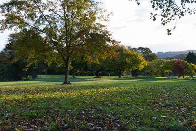 Trees in park during autumn