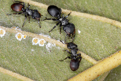 High angle view of ant on plant