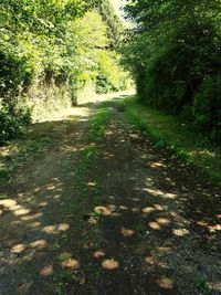 Empty road along trees in forest